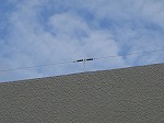 屋上の防鳥ワイヤー施工